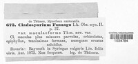 Cladosporium fumago image
